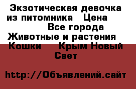 Экзотическая девочка из питомника › Цена ­ 25 000 - Все города Животные и растения » Кошки   . Крым,Новый Свет